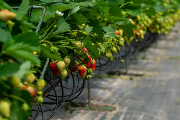 在一个草莓温室里 有一排芬芳的植物 一个完美的环境为这个精致的水果 许多令人垂涎欲滴的浆果聚集在一起 — 图库照片