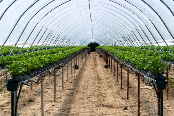 Efficiënte Landbouw Rijen Aardbeiplanten Een Kas Met Besproeiingssysteem Het Irrigatiesysteem — Stockfoto