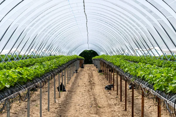 在有灌溉系统的温室里高效种植一排排草莓 灌溉系统向每种植物提供水和养分 优化生长和产量 — 图库照片