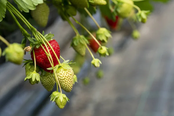 一排排成熟的红色草莓在一个丰盛的农场里 空气中弥漫着水果的芬芳 许多浆果丰满多汁 色彩艳丽 — 图库照片