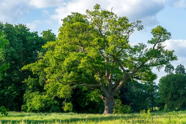 イングランドの田舎 古代のオークの木 時代を超越した古い木や絵のような風景の穏やかな魅力 — ストック写真