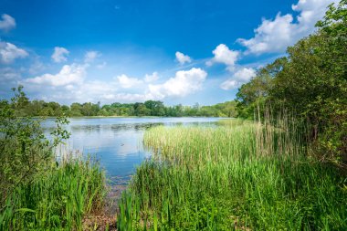 Güney İngiltere 'de doğal yeşillik. İngiltere 'nin Norfolk kentindeki güzel Fairfield bahçesinde ön planda sazlıklarla gölün karşısına bakın..