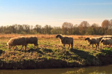 Sonbahar güneşi sakin Biesbosch 'ta batarken koyunlar huzur içinde otluyor..