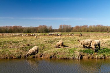 Biesbosch 'ta sakin bir kış öğleden sonra, bir koyun sürüsü huzur içinde otlamaktan teselli bulur..