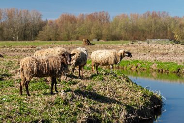 Yünlü koyunlar, ılık, yünlü tüylerinin serin ve yansıtıcı yüzeyle buluştuğu yerde zarif bir şekilde duran kış güneşinin tadını çıkarırlar..