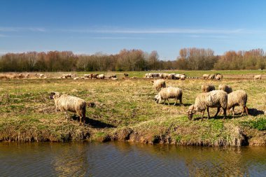 Sakin bir kış öğleden sonrasında Biesbosch 'un ışıldayan sularının yakınında, koyunlar huzur içinde otluyor..