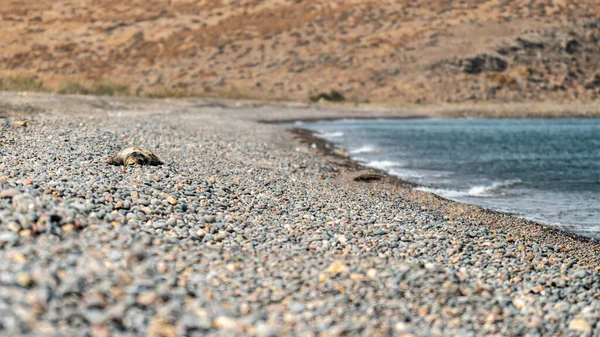 A lifeless turtle, stranded on a desolate Greek pebble beach, serves as a poignant reminder of the fragility of marine life in the face of environmental challenges.