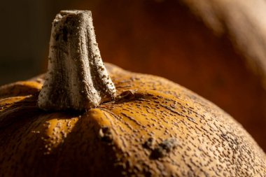 Sıcak bir sonbahar sahnesinde iki canlı turuncu balkabağı bir pencere kenarında dinleniyor. Sıcak parıltı mevsimsel cazibeyi arttırır, basit ama davetkar bir tablo yaratır..