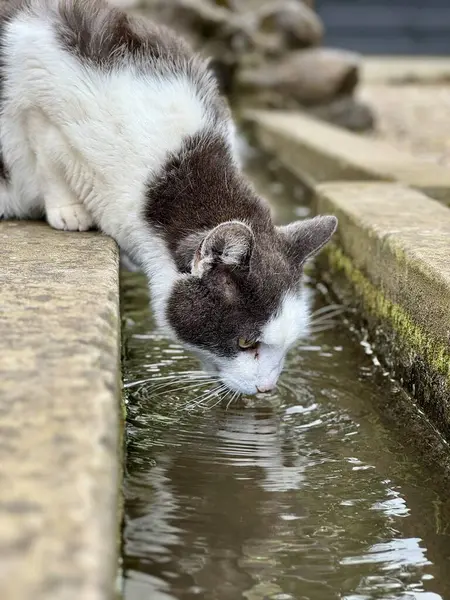 Susamış gri ve beyaz bir kedi bahçedeki küçük bir dereden su içer. Huzurlu ortam, doğanın güzelliğini ve kedinin zarif duruşunu gözler önüne seriyor. Sahneye biraz sakinlik katıyor..