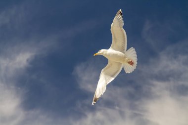 Zarif bir martı, yumuşak mavi bir gökyüzüne karşı yükselir, kanatları açılır, beyaz, tüylü bulutlarla zahmetsizce süzülür ve yumuşak bir zemin oluşturur..