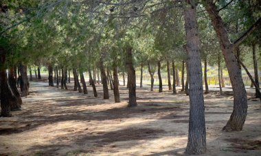 Parklar, park, açık hava, kadın, kırsal alan, manzara, yeşil, bahçe, şehir, gezi, seyahat, gökyüzü, aydınlık gün, gündüz, sokak, flora, bahar, orman,