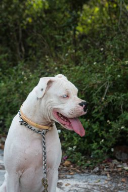 Siyah yakalı beyaz bir köpeğin portresi.