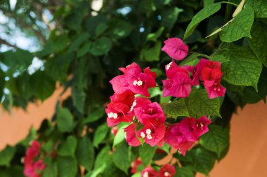 Kırmızı çiçekli begonviller.