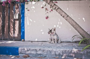 İsrail şehrinin sokaklarında bir köpek
