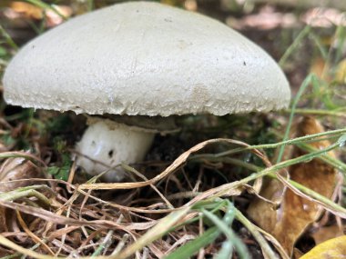 Mantarın sonbahar ormanındaki yakın görüntüsü