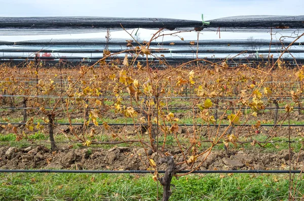 Wijnstokken Een Wijngaard Het Najaar — Stockfoto