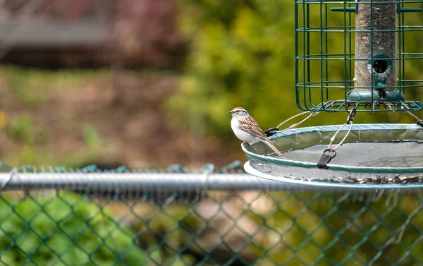 Chipping Sparrow Sitting Seed Tray Sunflower Seeds Backyard — Stock Photo, Image