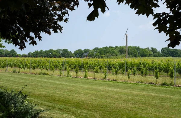 Wind Machine Midst Rows New Vines Old Vines Planted Side — Stock Photo, Image