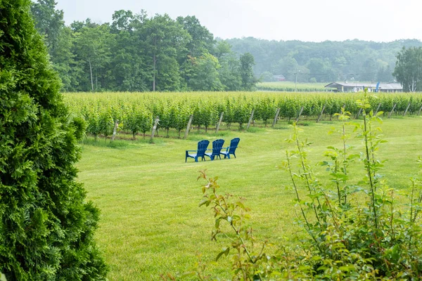 Three Adirondack Muskoka Chairs Facing Vineyard — Stock Photo, Image