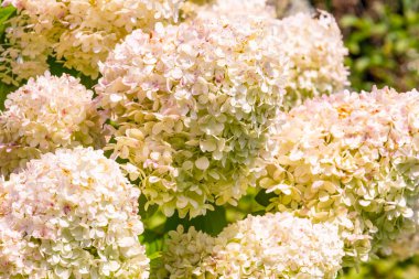 Pembemsi Beyaz Ortanca Çiçeklerinin Yakın Çekimi