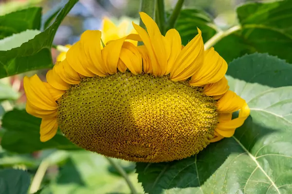 Big Sunflower Head Weighed Its Seeds — Stock Photo, Image