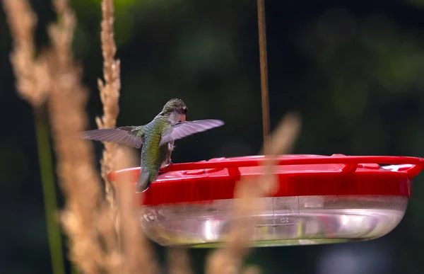 Close-up of a Female Ruby-throated Hummingbird Perched on a Backyard Feeder
