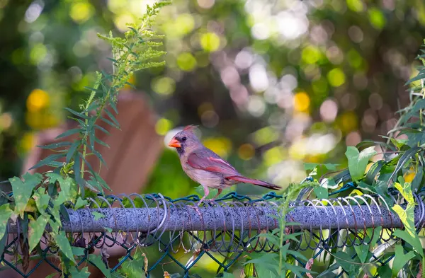 Female Cardinal Perched Chain Link Fence — Stock Photo, Image