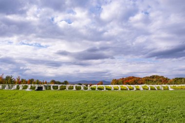 Ile d 'Orleans, Quebec, Kanada' da Yeşil Çimen, Üzüm Sarmaşıkları Renkli Sonbahar Yeşilliklerine Karşı