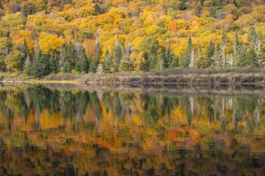 Renkli Sonbahar Yaprakları Quebec Kanada 'daki Jacques-Cartier Nehri' ne yansıdı.