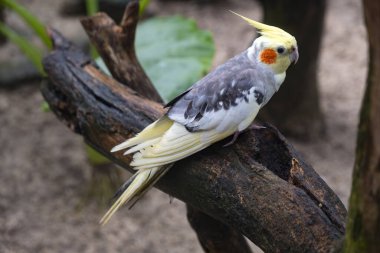 Bir Cockatiel Ağaca tünemiş Büyük bir muhafaza