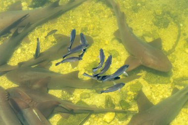 Key Largo Florida 'da küçük balıklı sığ sularda yüzen bir grup hemşire.