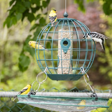 Goldfinches and Downy Woodpecker At a Globe Bird Feeder in a Backyard clipart