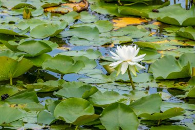 Lily Pad 'in arasında Beyaz Nilüfer Çiçeği