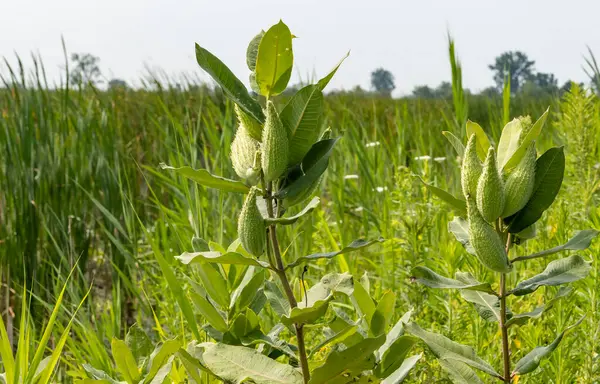 stock image Close-up of Milkweed in a Marsh in the St. Clair National Wildlife Area Near Chatham Ontario Canada