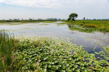 A Marsh in the Lake St. Clair National Wildlife Area Near Chatham Ontario Canada