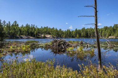 Ontario nehrinde sessiz bir gölde kunduz kulübesi.
