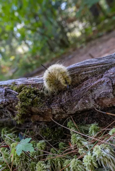 stock image White Fuzzy Caterpillar Curled Up on a Dead Tree Brunch in a Forest