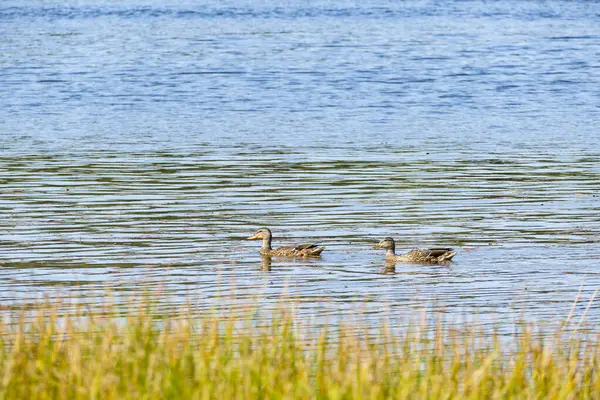 stock image Two Female Mallards Swimming Near the Shore in Wolseley Bay, French River