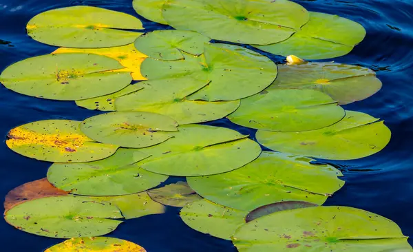 stock image Close-up of Lily Pad Floating On Calm Waters of Moira Pond