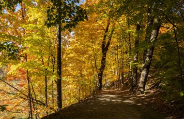 Ormanda sonbahar renkleri