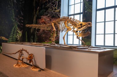 İçerideki Dinozor İskeletleri