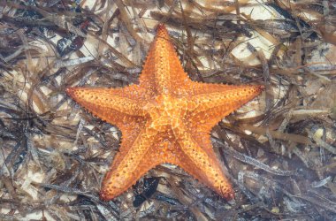 Karayip Okyanusunun Dibindeki Yosun 'un Üzerinde Dinlenen Parlak Portakal Denizyıldızı