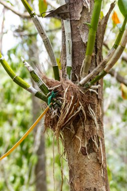 Simbiyotik İlişki İçin Bir Ağaca Bağlı Orkide