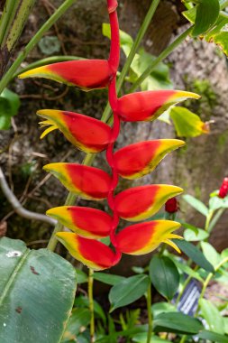 Renkli Heliconia Istakoz Pençesi Tropik Bitkiler Kraliçe Elizabeth Botanik Parkı, Grand Cayman Adası 'nda sergileniyor