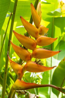 Renkli Heliconia Istakoz Pençesi Tropik Bitkiler Kraliçe Elizabeth Botanik Parkı, Grand Cayman Adası 'nda sergileniyor