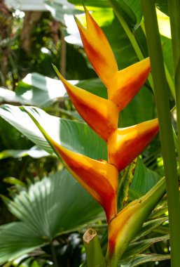Renkli Heliconia Istakoz Pençesi Tropik Bitkiler Kraliçe Elizabeth Botanik Parkı, Grand Cayman Adası 'nda sergileniyor