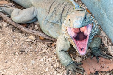 Büyük mavi bir iguana Kamerada esniyor