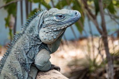 Kameraya bakan büyük mavi bir Iguana 'nın yakın çekimi