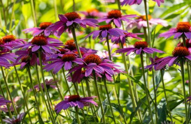 Güzel Pembe Echinacea Çiçeklerinin Tam Çiçek Çekimi