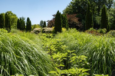 Ağaçlarla dolu güzel bir bahçe, uzun otlar ve tavuk telleriyle korunan genç ayçiçekleri.